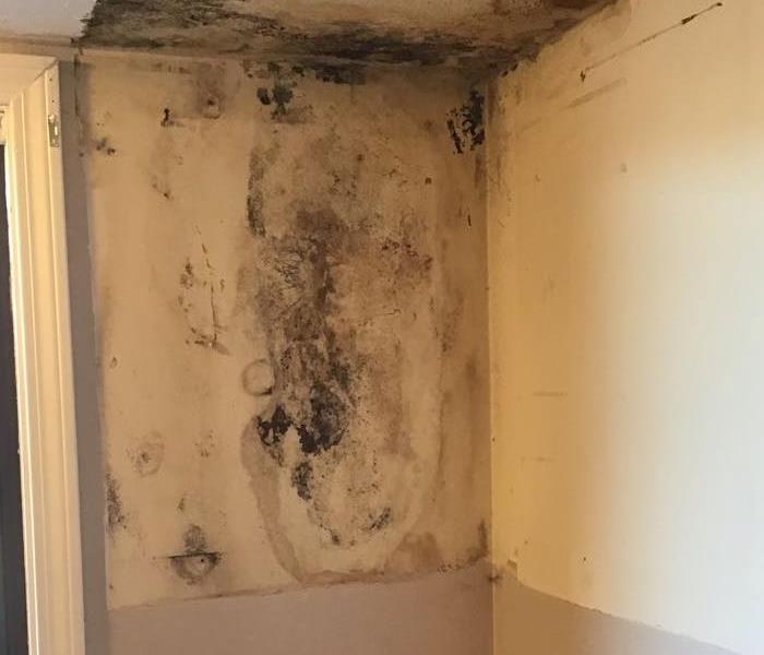 Mold growth behind cabinets 